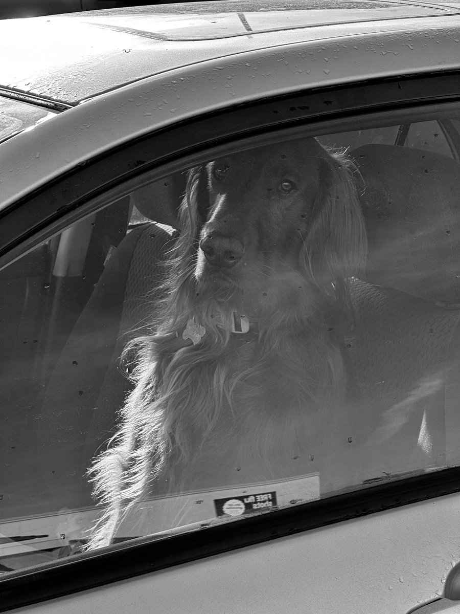 WitthausMD's tweet photo. Spotted this gorgeous dog in the drivers seat. Dogs are always in the drivers seat….they run my life 😂 https://t.co/GLEnZSLJRC