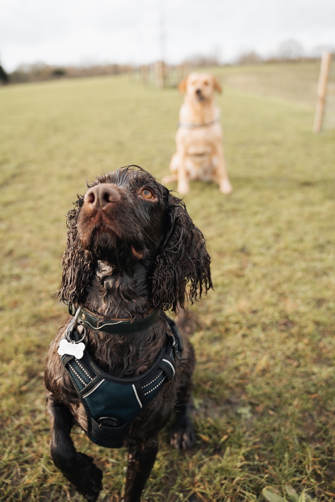 OliverCreates's tweet photo. Bailey's attempt at looking glamorous! As you can see, not quite as photogenic as Tilly... &amp; they'd both been in the water for the same amount of time.. Bailey looks more like a drowned rat than a dog. 😂🐶 https://t.co/WZJnweRqVi