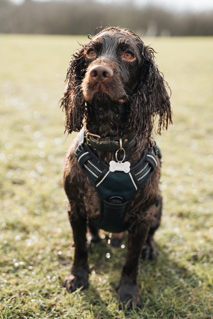 OliverCreates's tweet photo. Bailey's attempt at looking glamorous! As you can see, not quite as photogenic as Tilly... &amp; they'd both been in the water for the same amount of time.. Bailey looks more like a drowned rat than a dog. 😂🐶 https://t.co/WZJnweRqVi