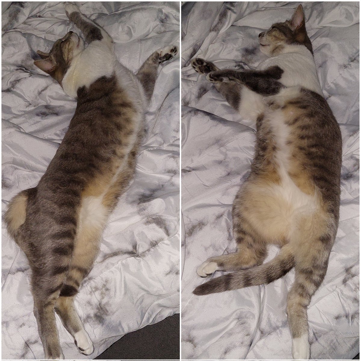 This is what I walked in the bedroom to 😂

#catsofig #catstagramcat #catgram #catsofig #catlove #catlife #catsareawesome #cats_of_world #catsofinsta #catsoninstagram #catsofday #catsdaily #lovecats #catsloversworld #instagramcats #instacat #cats_of_day #cats_today #CatsOfTwitter