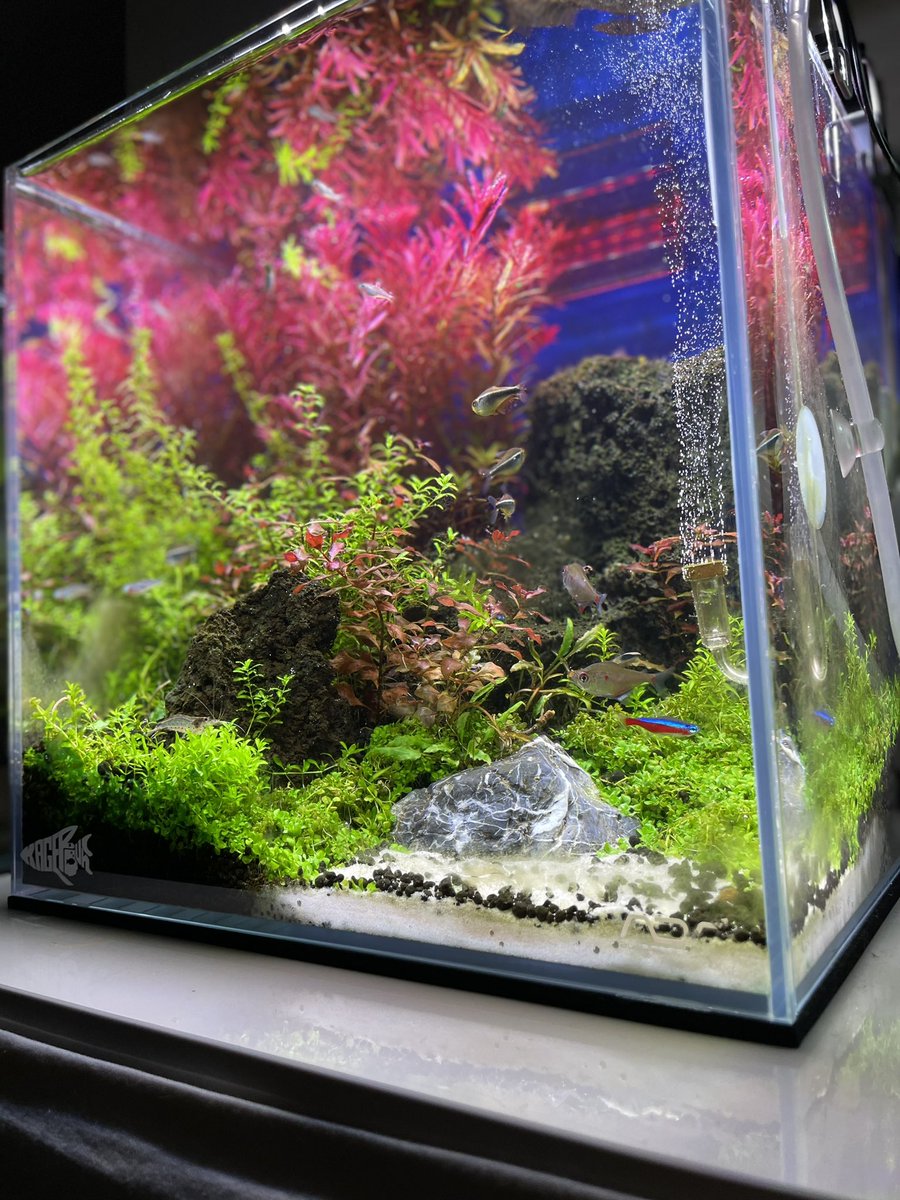 Atushi18964255's tweet photo. このアングル◎
#アクアリウム　#30cm��ューブ https://t.co/wnnuIxgqsa