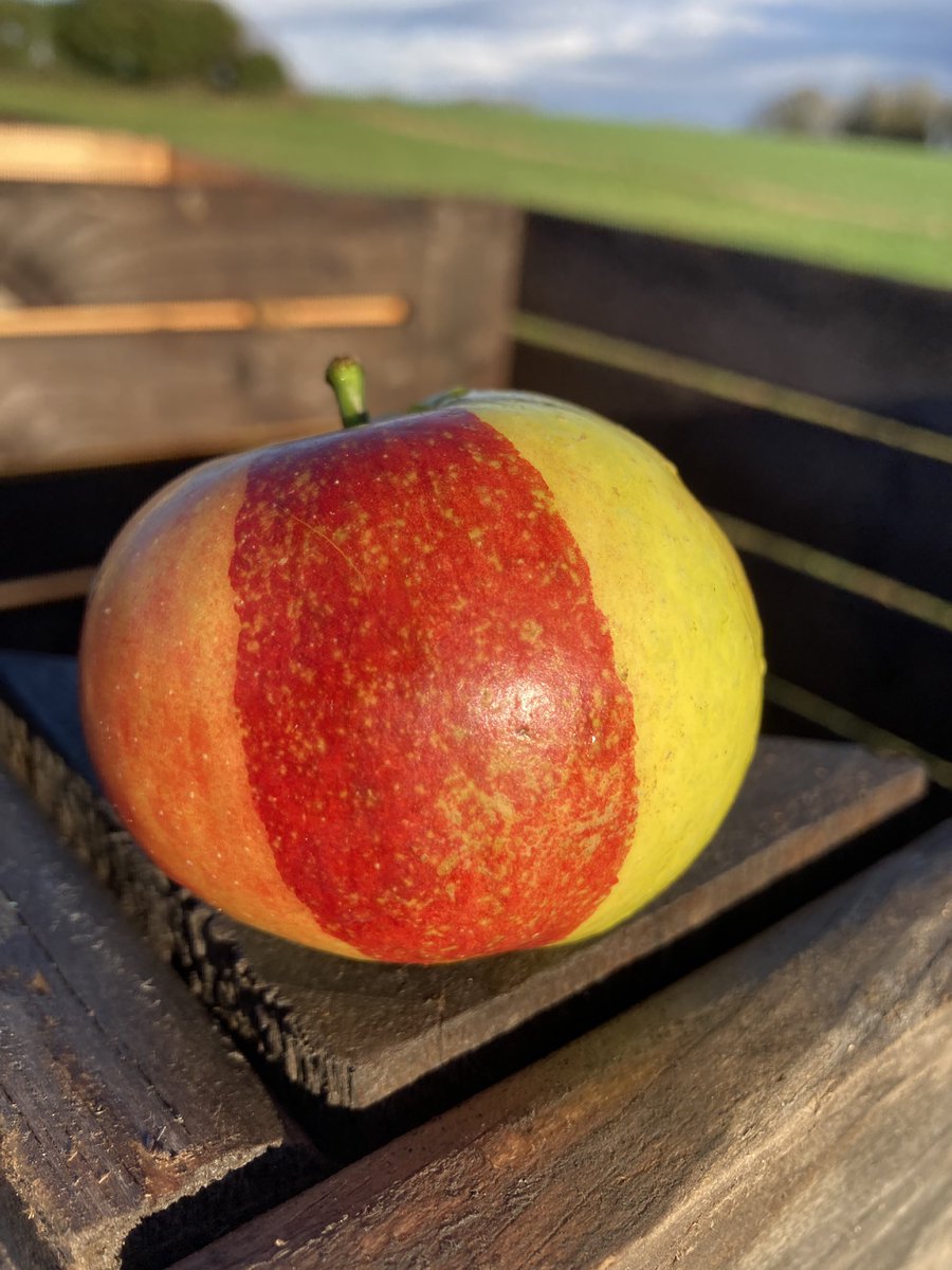 yorkshireapples's tweet photo. PAINTED APPLE ?
All our juices are made using by cold pressing the tastiest English apples - nothing added , nothing taken out, and that’s why they simply taste so good.
#englishapples #juicyapple #beautifulapple #coldpressedapplejuice #simplydelicious @local_food https://t.co/qRCG4GdjOI