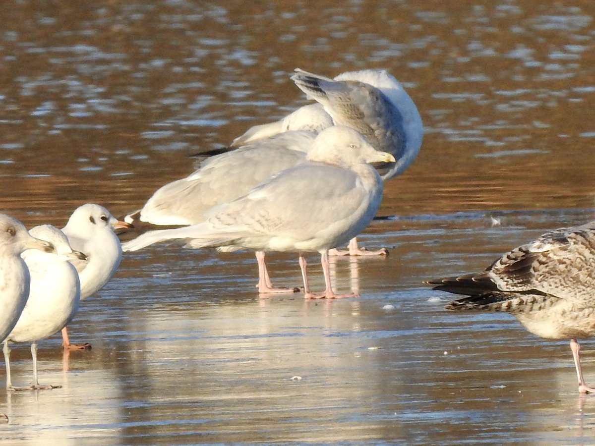 dratcliffe1956's tweet photo. Two new birds for me @WhitlinghamCP today - the Iceland Gull found by @RobinChittenden &amp; finally Goosander - a bird that to-date  has eluded me at the park https://t.co/7hnhEyG80Q