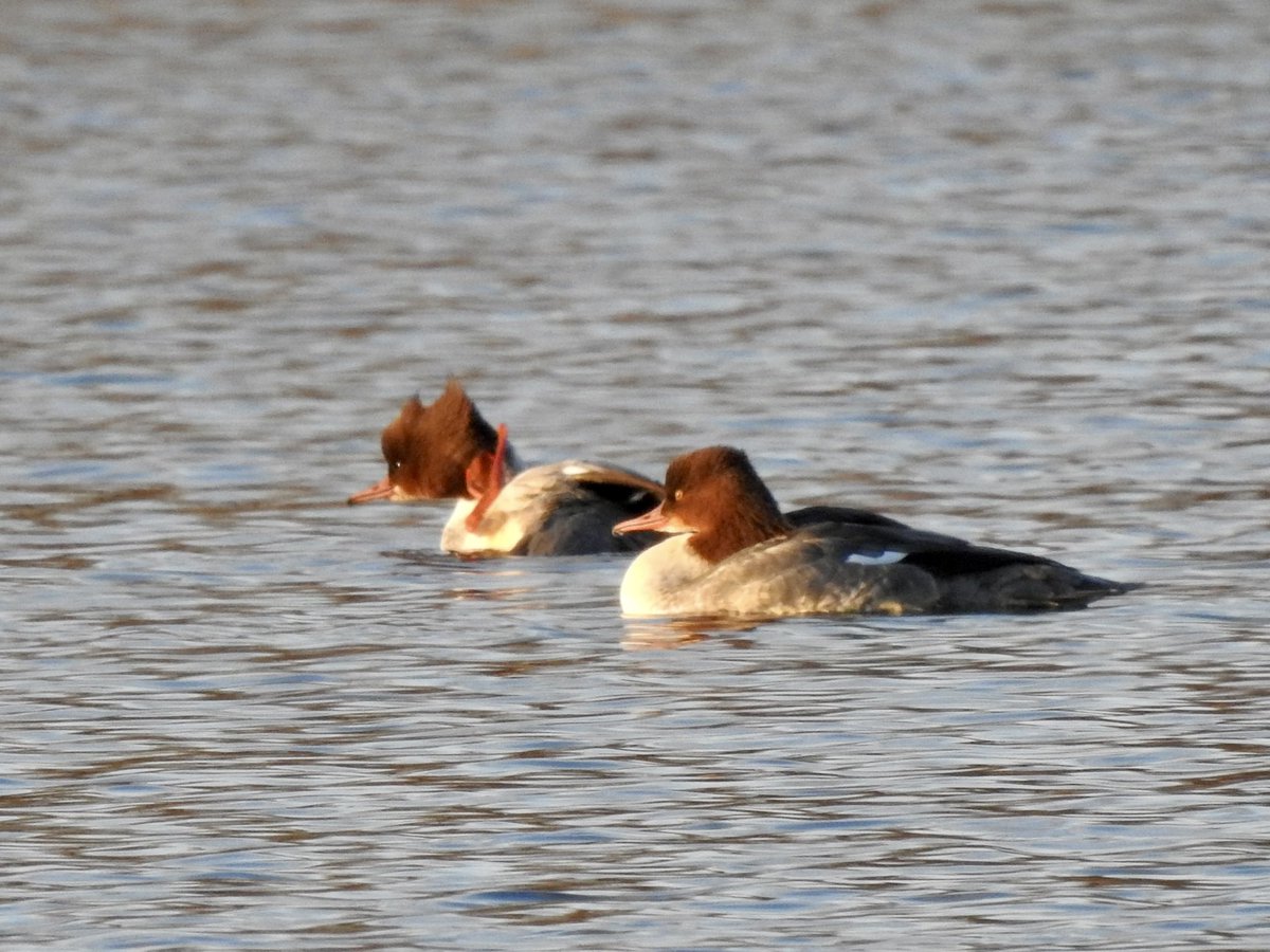 dratcliffe1956's tweet photo. Two new birds for me @WhitlinghamCP today - the Iceland Gull found by @RobinChittenden &amp; finally Goosander - a bird that to-date  has eluded me at the park https://t.co/7hnhEyG80Q