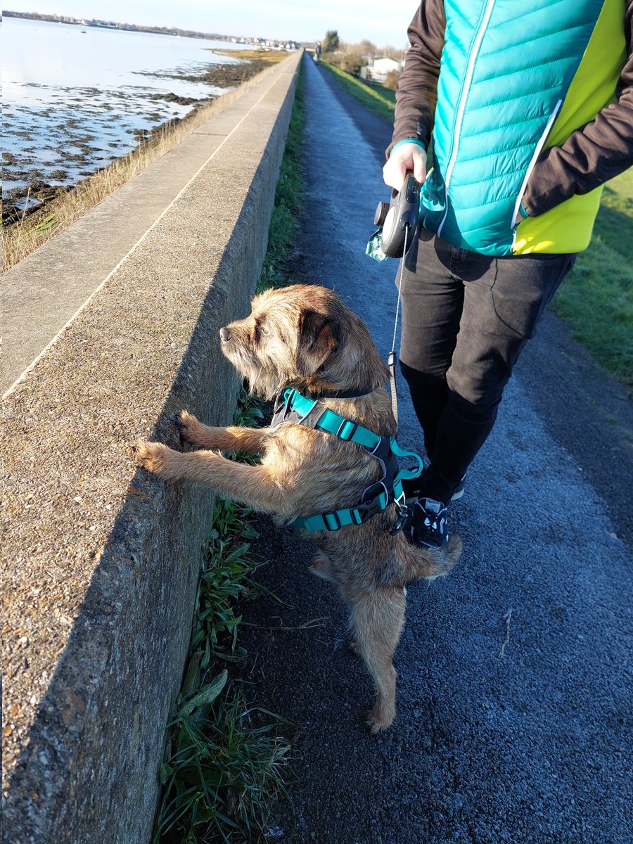 Ahhh some winter sunshine 🌞 Matching outfits with my favourite hooman 🐾🐕 #BTPosse