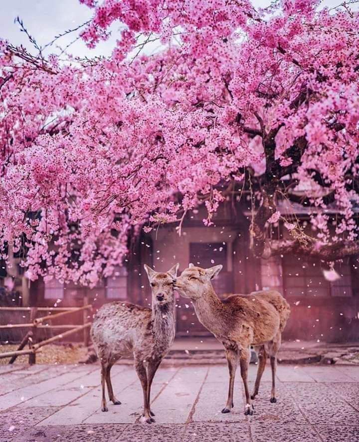 *الأصدقاء الحقيقون يصعب إيجادهم، يصعب تركهم، ويستحيل نسيانهم. الصّديق الحقيقيّ هو الذي يمشي إليك عندما يبتعد عنك باقي العالم. الصّديق الحقيقيّ هو الذي تكون معه كما تكون وحدك. الأصدقاء يستمعون لما تهمس،*
🍀🍀🍀🍀🍀🍀