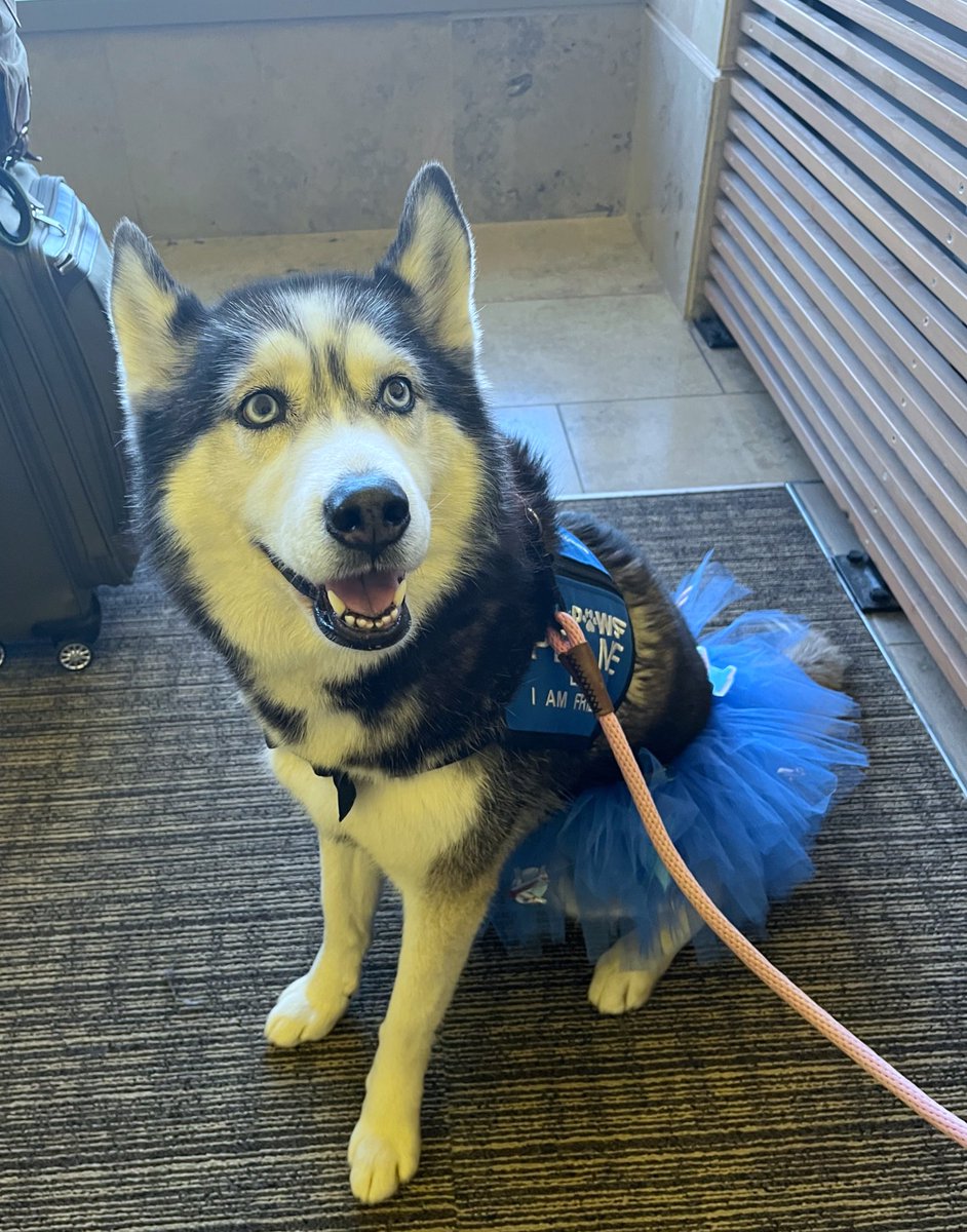 JeannetteCeja's tweet photo. Yay! Today, I *finally* got to meet an #airport therapy dog, and her name was Lava! 🐾 What a great way to start my Sunday flight at @JohnWayneAir! ✈️ #Travel @APTherapyDogs https://t.co/kE3TvRjaPa