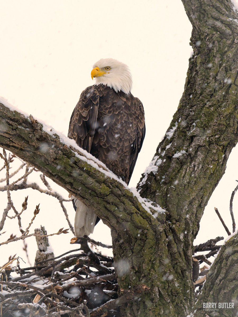 Sunday Snowbird.   A bald eagle today in Cook County.  #weather #news #baldeagle #ilwx #chicago