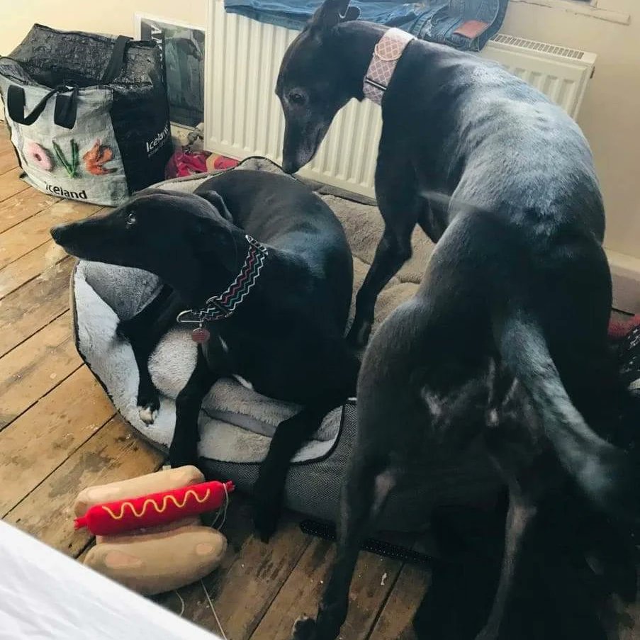 Greyhound Adoption @ Seaside Greyhounds tweet media