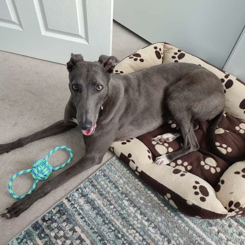 Greyhound Adoption @ Seaside Greyhounds tweet media