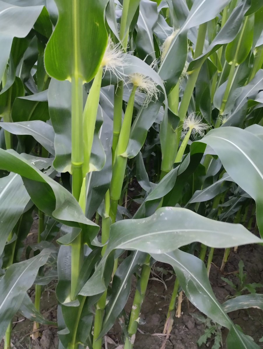 NazmulHaq3's tweet photo. Hybrid Maize #n3355 #hero55
Very good result #Farmer_happiness https://t.co/PShmU9G6KK