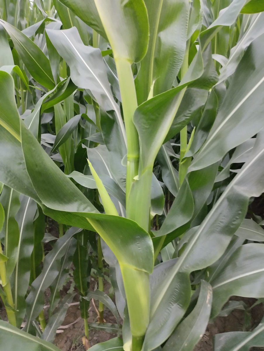 NazmulHaq3's tweet photo. Hybrid Maize #n3355 #hero55
Very good result #Farmer_happiness https://t.co/PShmU9G6KK