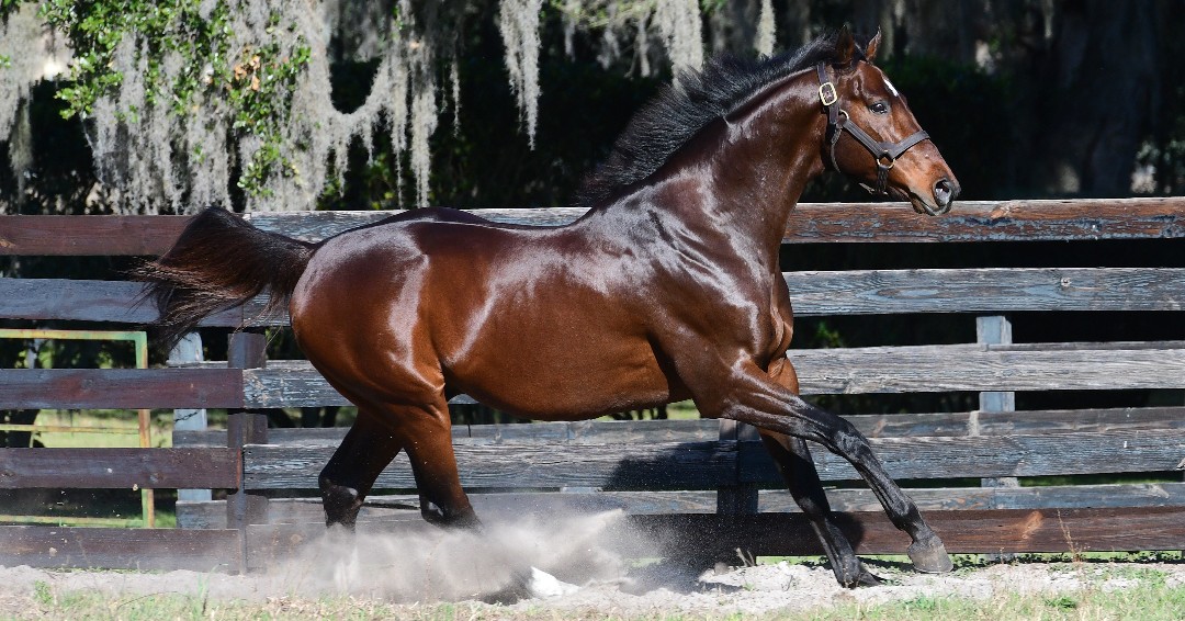 StonestreetFarm's tweet photo. Happy Birthday JESS'S DREAM! The son of champions CURLIN and RACHEL ALEXANDRA turns 1️⃣1️⃣! #JesssDream #Curlin #RachelAlexandra #racehorse #Thoroughbreds @OcalaStud https://t.co/fzS1MK8MtB