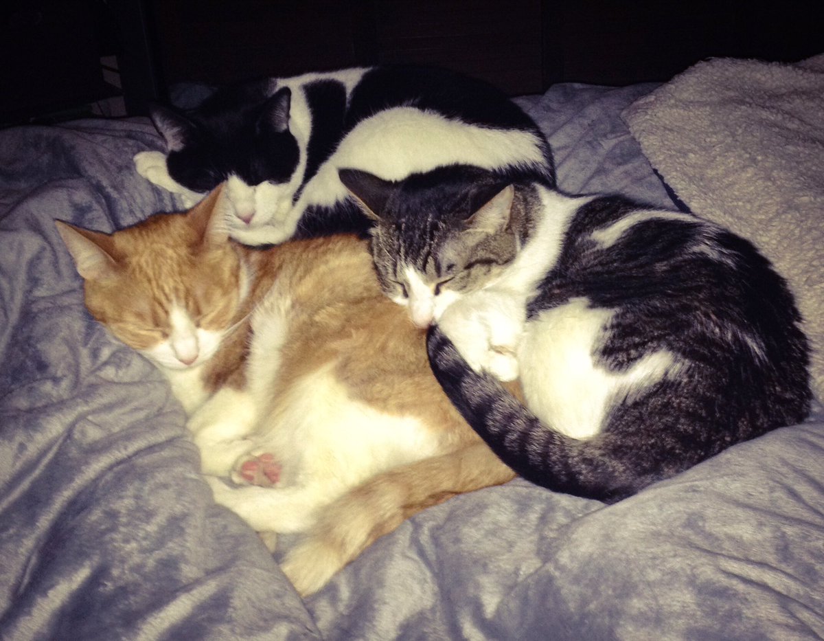 UpuQue's tweet photo. @TweetsOfCats https://t.co/bl6lTnVH7g