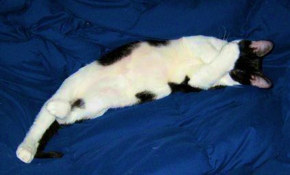 UpuQue's tweet photo. @TweetsOfCats https://t.co/bl6lTnVH7g