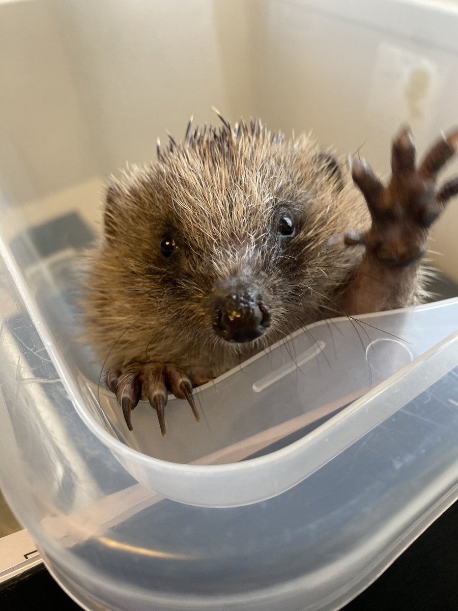 Jill received the go ahead to move out of our quarantine room after finishing her ringworm treatment. 

One step closer to freedom little one! As you can see she is thrilled by the news 🦔🦔