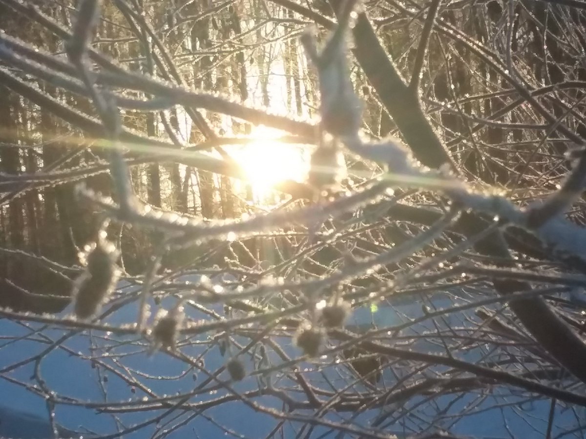 Nice for the sun to come out to sparkle the ice crystals.

#ICE #winterSunrise #nature