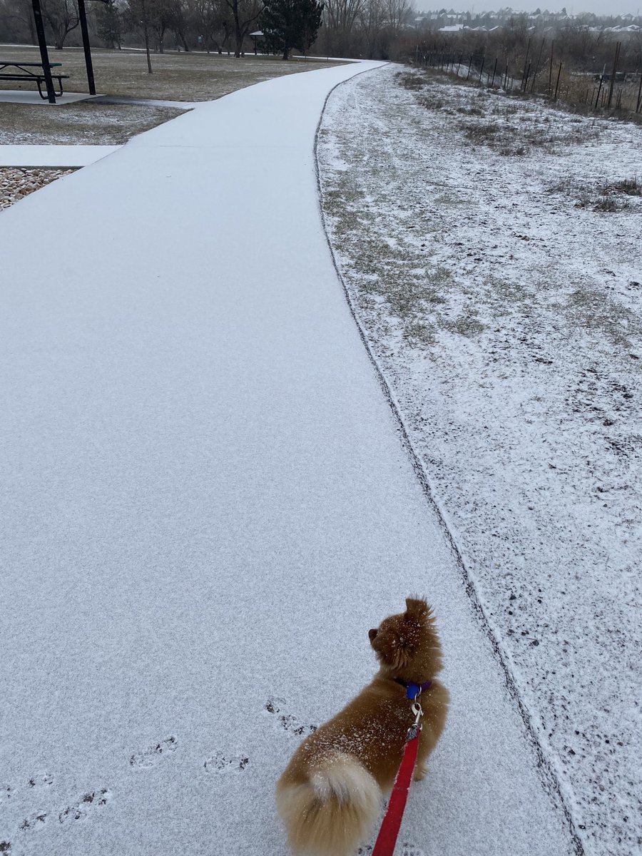 jjonescpa1's tweet photo. No one on the trail this morning except me, grizzly and the geese Wonder why? #selfreflectiontime #sundayvibes https://t.co/S2L1xec4fM