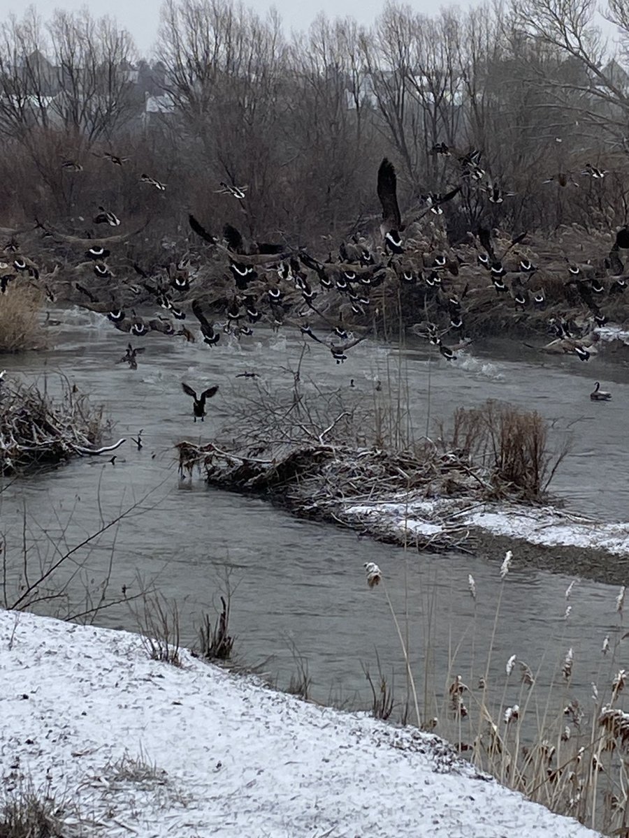 jjonescpa1's tweet photo. No one on the trail this morning except me, grizzly and the geese Wonder why? #selfreflectiontime #sundayvibes https://t.co/S2L1xec4fM
