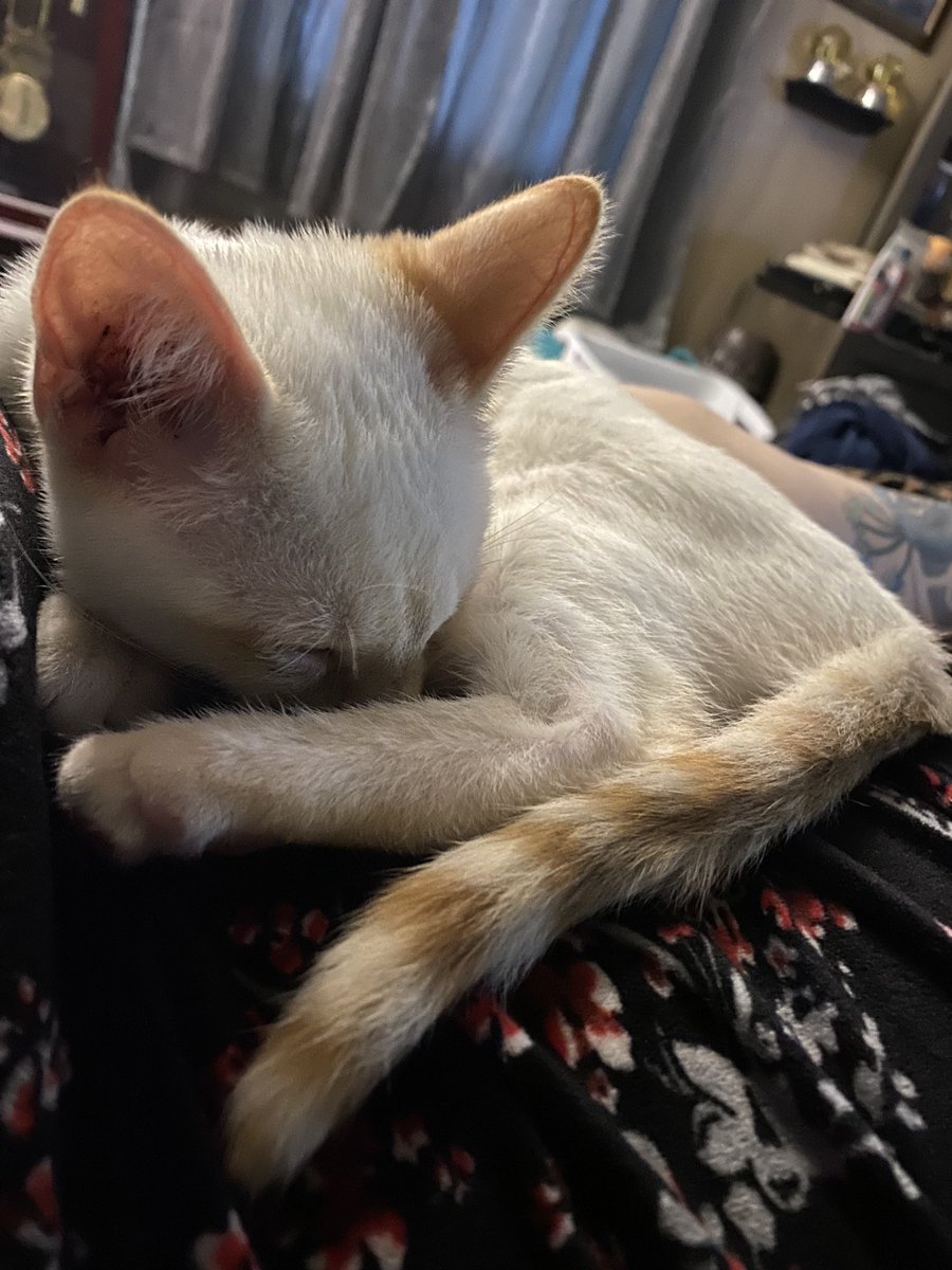 AutisticWillow's tweet photo. @UVGKassi Meet Zuko - a Flame Point Siamese rescued at 7 weeks old. He was severely malnourished, needed lots of meds &amp; TLC. Now he enjoys playing/cuddling with Snarf, my feral furbaby. (Images contain a cream colored kitten with orange tabby pattern on his eyes, tail, feet, &amp; face). https://t.co/0PvJSBJTyC