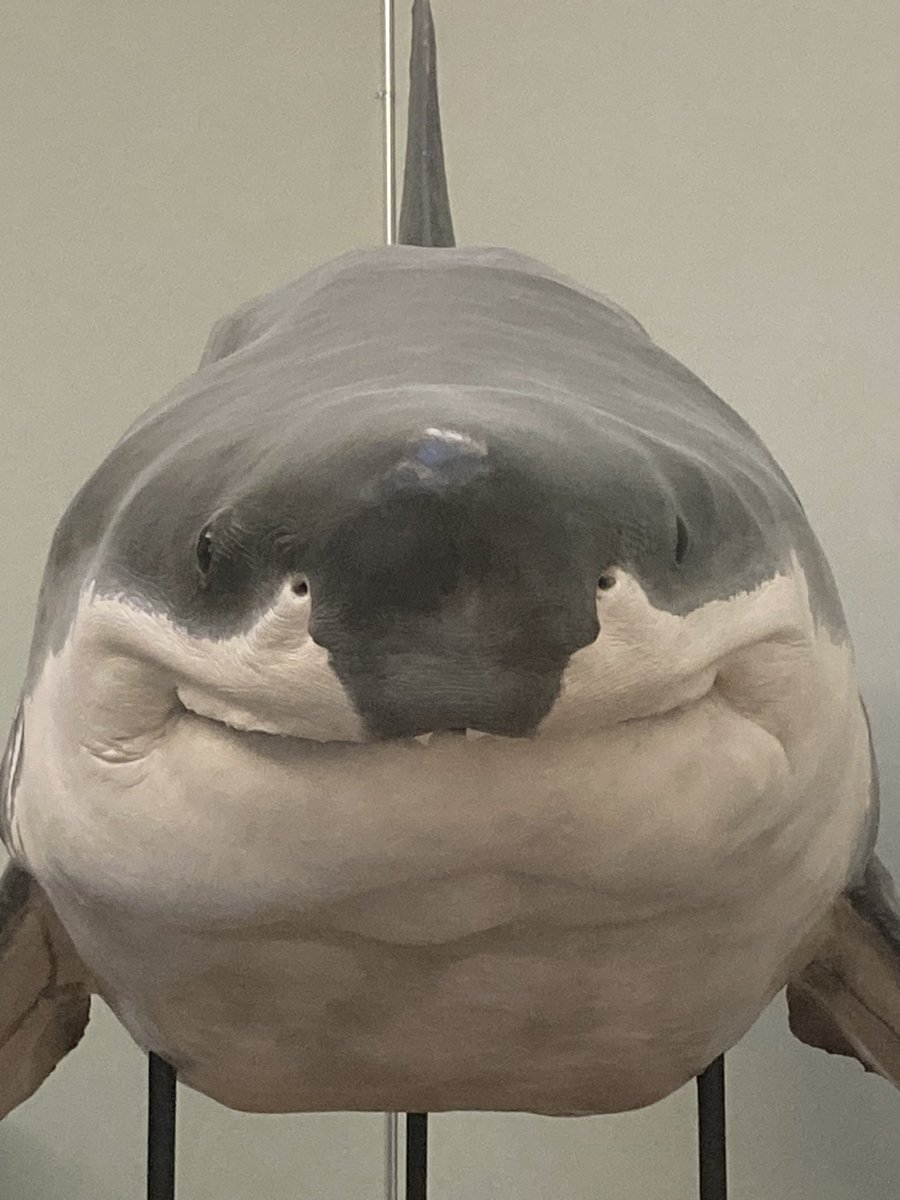 my gfs brother took this photo of a taxidermied shark in a museum in switzerland and im crying