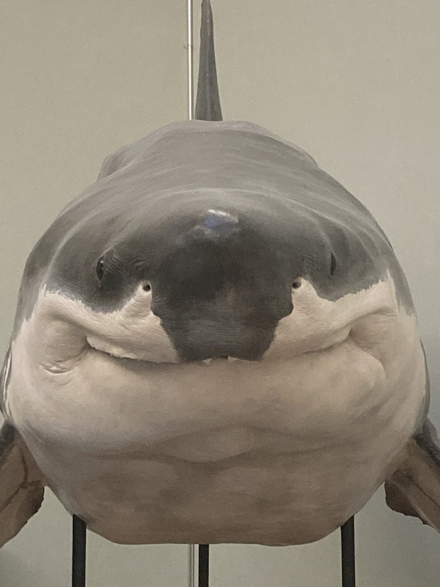 keebIerelf's tweet image. my gfs brother took this photo of a taxidermied shark in a museum in switzerland and im crying