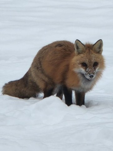 My new winter visitor <a href="/JackieLeonard01/">Jackie Leonard</a>