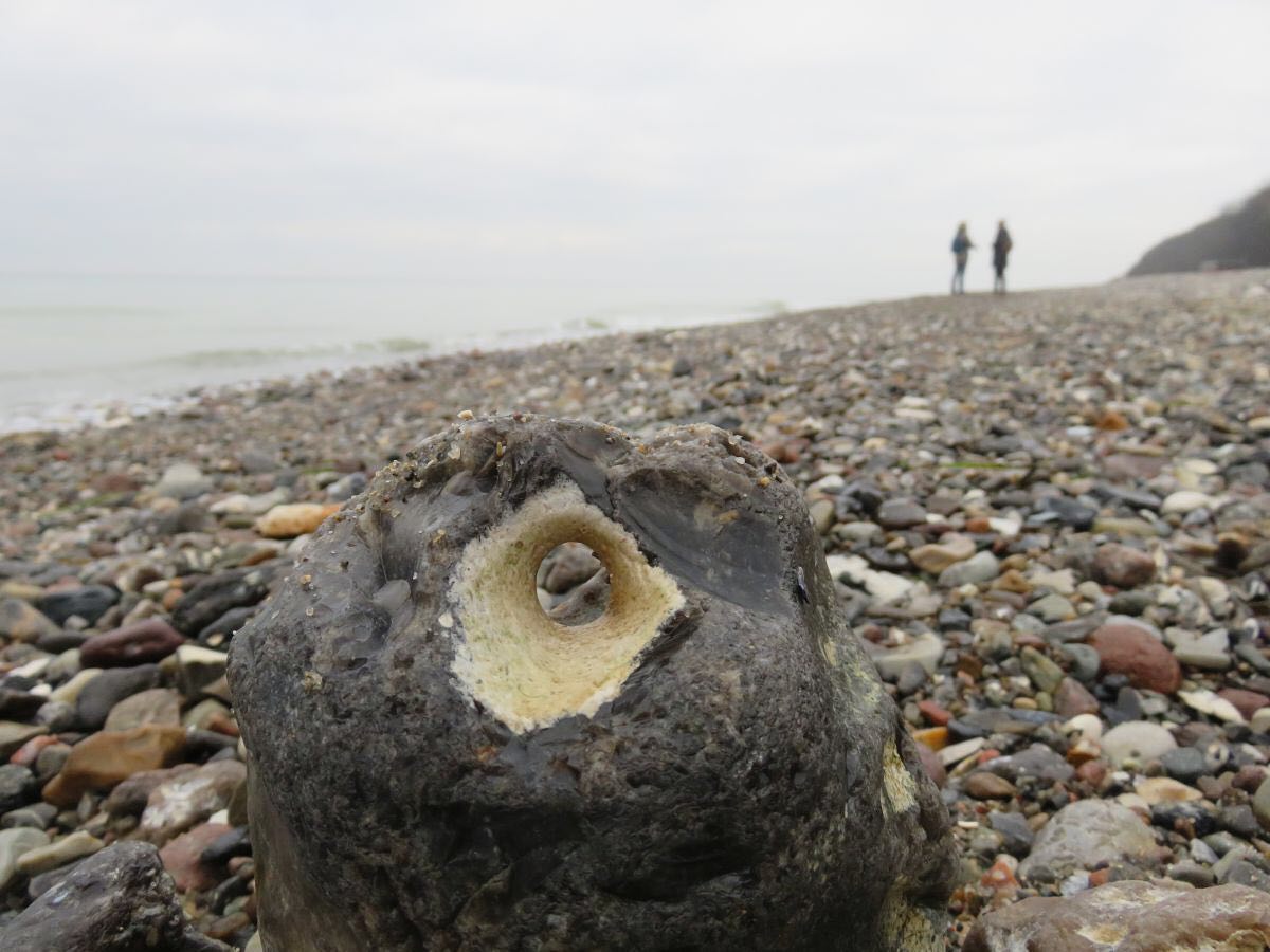 Naturschutz's tweet photo. Naturstrand und #Hühnergott an der Ostsee #Natur #Naturschutz https://t.co/2epSquzyl6