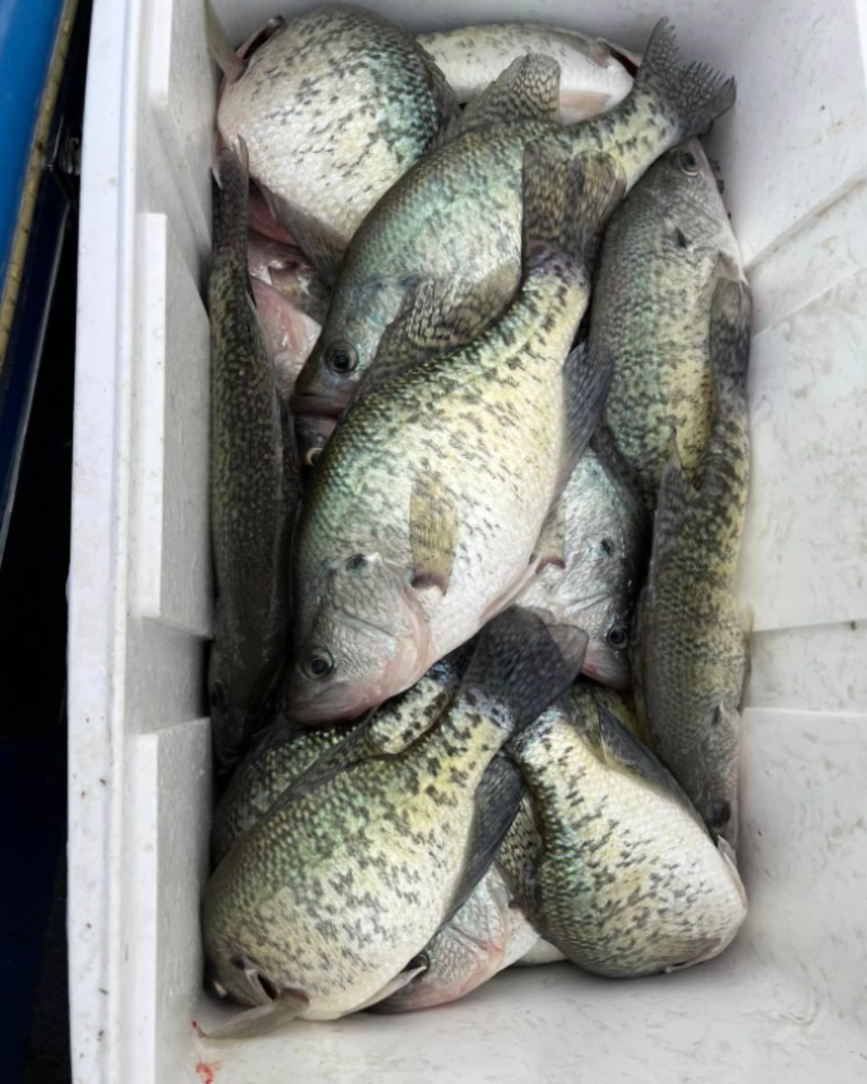 CrappieNow's tweet photo. Danny Ruffin caught these slabs in north Louisiana. He prefers going with natural colored baits, like the #RambleTambleTackle hand-tied jelly belly jig in โIce Ice Babyโ. Great choice for this time of the year!
https://t.co/rwMZIXUmrf
#handtiedjig #crappiefishing #winterfish https://t.co/9BjghNAGIC