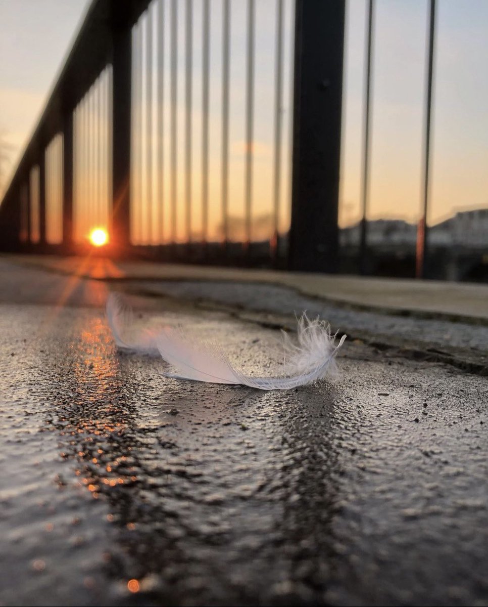 IgersAnjou's tweet photo. Un peu de douceur et de légèreté pour finir le week-end avec cette plume sur un pont de Chloé

Continuez de nous partager vos photos en #anjou avec #igersanjou sur Instagram 😉 !!! 
---
🔎 Sélection de @KarineSureau 
Lien 📷 : https://t.co/9Lma3qwqth https://t.co/SPplCa43J0