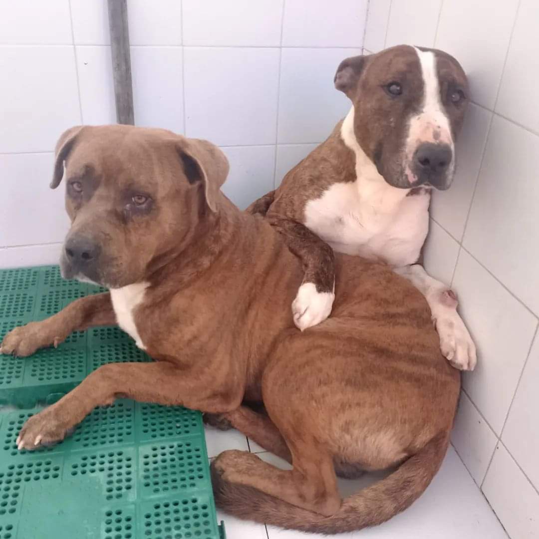 Están en una perrera de Almería, bully y american,
Su dueño los llevó 😢
Hay posible adopción conjunta pero se necesita ayuda para una residencia, que los vea el veterinario, que vayan bien 🙏
No pueden perder esta oportunidad 😢 💔 
chat.whatsapp.com/IbDpCqkP6MQI1S…
 697 21 72 98
🙏🆘📢