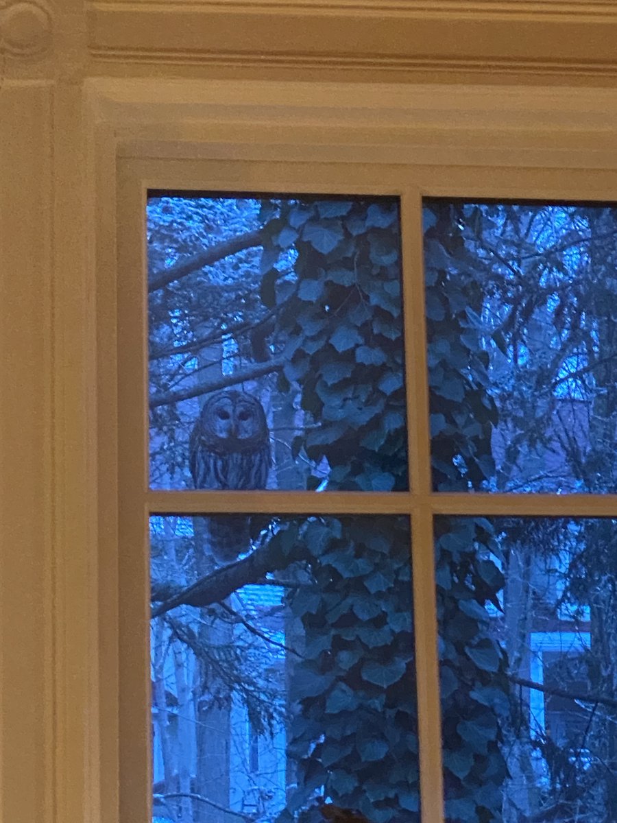 Jen Looper, PhD tweet media