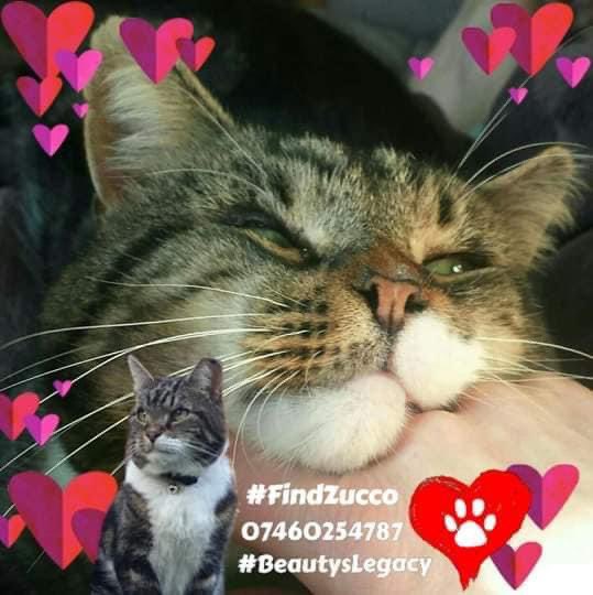 #FindZucco 
#ZuccoDay
COPIED ⬇️💔
This boy is the true love of my life
He was there for me whenever I needed him
I was not there the day he went missing
I will never forgive myself,so I will search for him until I find him, find out what happened to him or die trying 07460254787