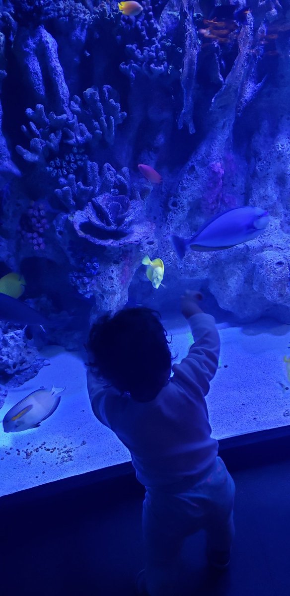 Is_it_Monday_'s tweet photo. Her first time @NEAQ 

She said "woooow" like every 2 minutes so I think we'll be back soon. https://t.co/pluwI6Rg1n