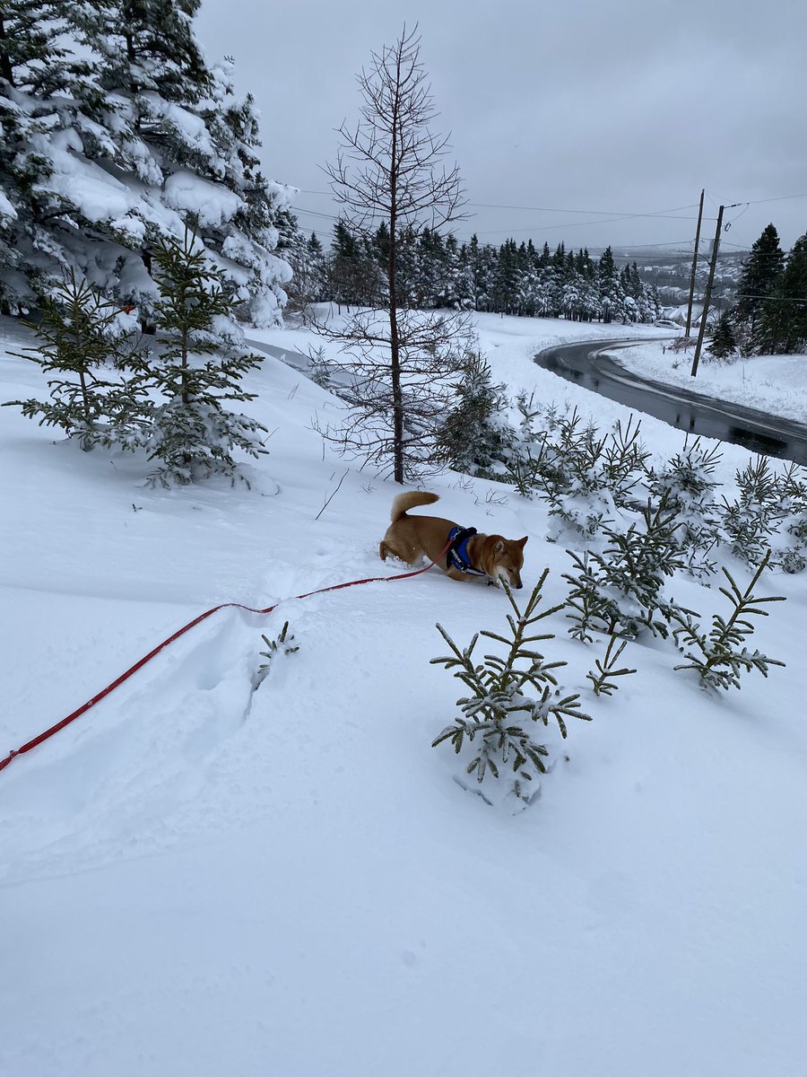Not Snowmageddon but definitely a big enough snow event for me! 50cm