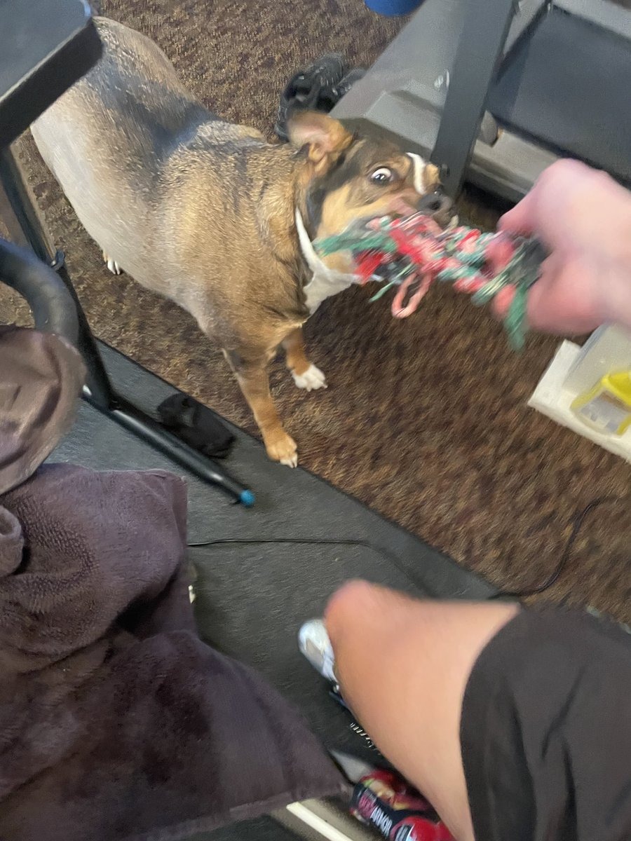 MikeWaldner's tweet photo. I’ve run into dogs while cycling outside in the summer. Didn’t expect it in the winter on my trainer inside. This mad dog is the toughest of them all. #Borti @sydnierae15 @LoriWaldner @JessicaFjerstad https://t.co/C3D8IVeJSa
