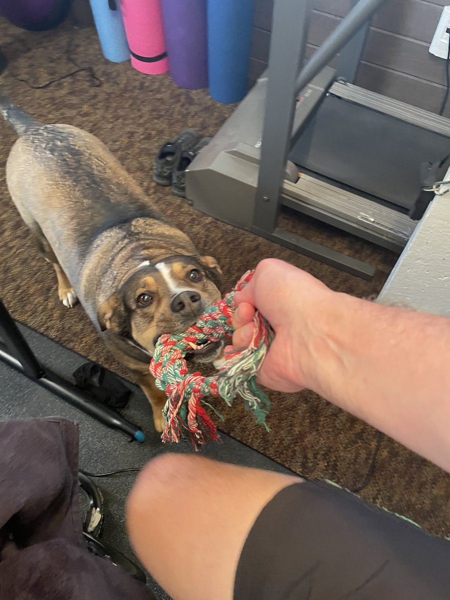 I’ve run into dogs while cycling outside in the summer. Didn’t expect it in the winter on my trainer inside. This mad dog is the toughest of them all. #Borti <a href="/sydnierae15/">sydnie.</a> <a href="/LoriWaldner/">Lori Waldner</a> <a href="/JessicaFjerstad/">Jessica Fjerstad</a>