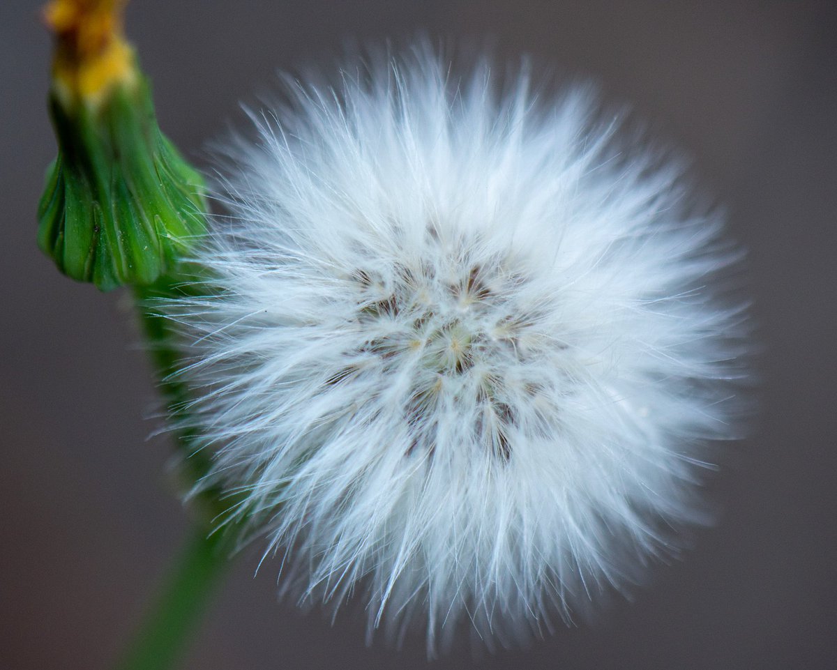 jquirozlrf's tweet photo. Una flor de mi jardín, diente de león (cerraja) #flowers #flores #dientedeleon #mijardin #mygarden #nikonphotography #nikonmicro #photography #lifeisgood https://t.co/nUVpWjbjA2