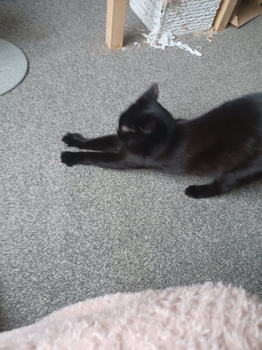 melon5573's tweet image. Stretchy cat