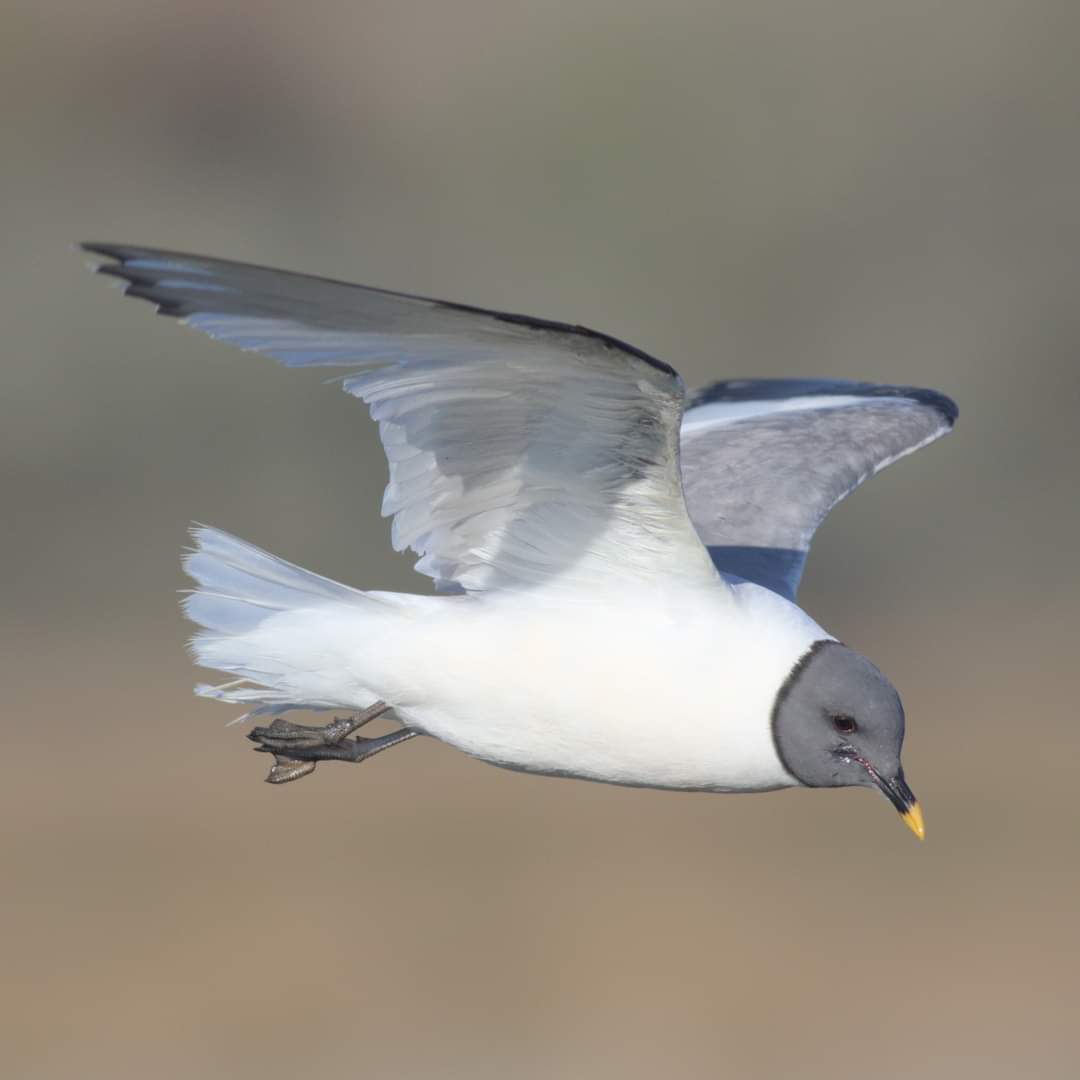 Second trip, this time with friends, to see the #sabinesgull at Southmoor Nature Reserve. It didn't disappoint, it was much closer so couldn't resist another shot (or 2!).