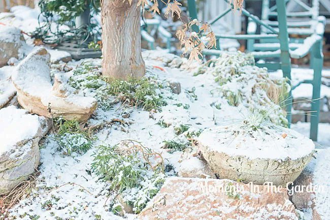 MomentsintheG's tweet photo. An expected dusting of snow this morning followed by blue skies and sunshine. #dustingofsnow #lightsnowfall #filteredsunlight #mygarden #mygardentoday #january #wintergarden #momentsinthegardenphotography https://t.co/Z9Dzc8Qi7n