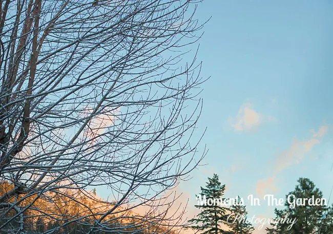 MomentsintheG's tweet photo. An expected dusting of snow this morning followed by blue skies and sunshine. #dustingofsnow #lightsnowfall #filteredsunlight #mygarden #mygardentoday #january #wintergarden #momentsinthegardenphotography https://t.co/Z9Dzc8Qi7n