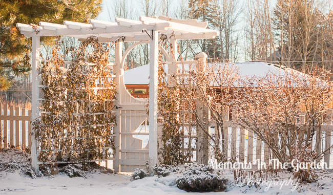 MomentsintheG's tweet photo. An expected dusting of snow this morning followed by blue skies and sunshine. #dustingofsnow #lightsnowfall #filteredsunlight #mygarden #mygardentoday #january #wintergarden #momentsinthegardenphotography https://t.co/Z9Dzc8Qi7n
