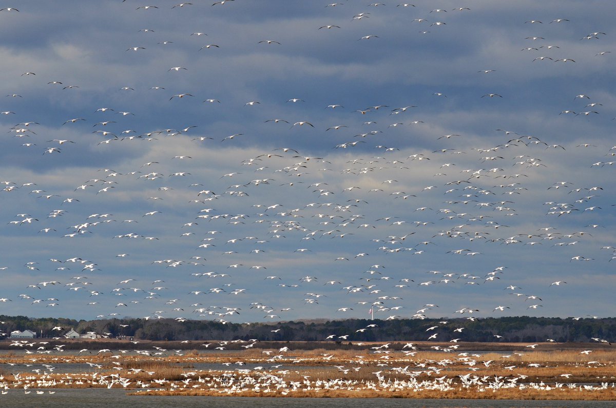 zgillespiephoto's tweet photo. One more snow goose pic.. this one almost captures the scale of the annual migration to @forsythenwr
#snowgoose #snowgeese #edwinbforsythenationalwildliferefuge #birdsofnewjersey #njaudubon #wildlife #nature #photography #wildlifephotography #naturephotography https://t.co/OGWIBIUInG