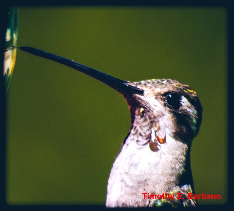 Hummingbirdsteb's tweet photo. One of the rarest hummingbirds to see in United States, well two show up outside the cabin front door🤪in-the Mts of Az. , USA 👉🏼 PLAIN-CAPPED STAR-THROAT
Heliomaster constantii #birding #birdsphotography https://t.co/pkmcz261GP
