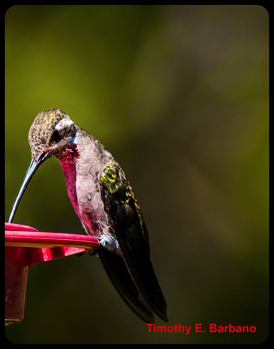 Hummingbirdsteb's tweet photo. One of the rarest hummingbirds to see in United States, well two show up outside the cabin front door🤪in-the Mts of Az. , USA 👉🏼 PLAIN-CAPPED STAR-THROAT
Heliomaster constantii #birding #birdsphotography https://t.co/pkmcz261GP