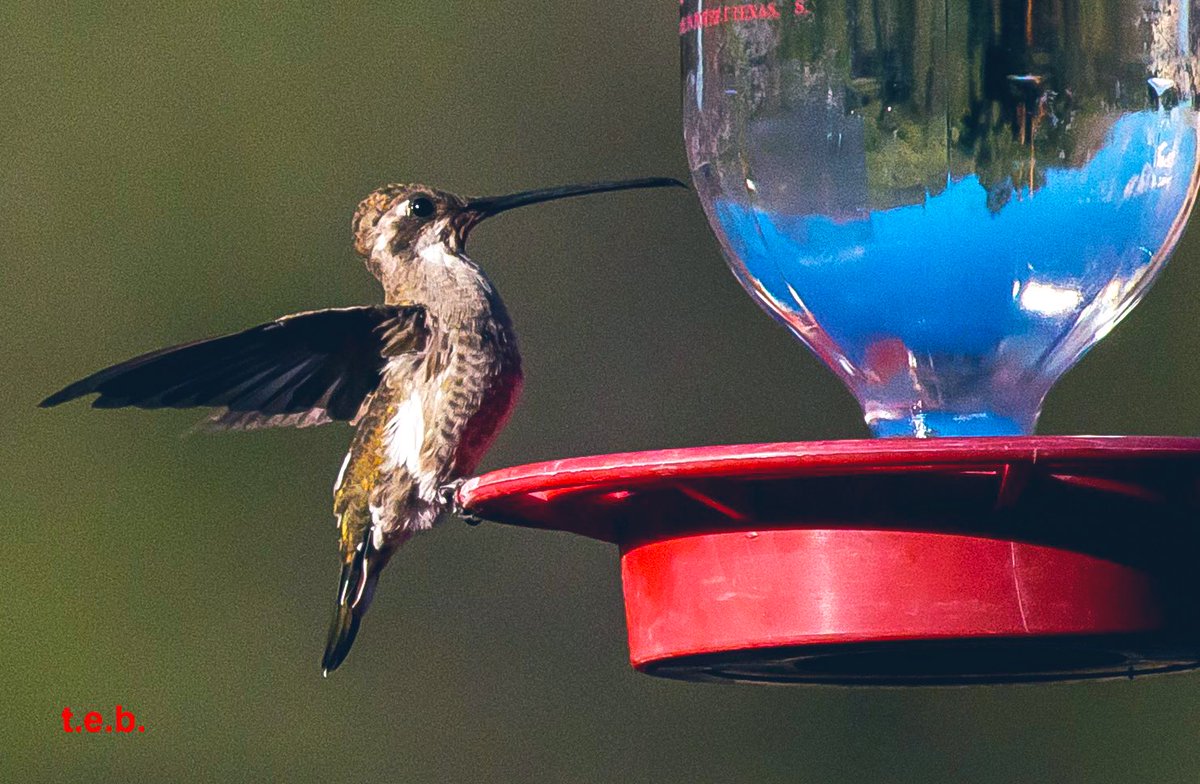 Hummingbirdsteb's tweet photo. One of the rarest hummingbirds to see in United States, well two show up outside the cabin front door🤪in-the Mts of Az. , USA 👉🏼 PLAIN-CAPPED STAR-THROAT
Heliomaster constantii #birding #birdsphotography https://t.co/pkmcz261GP