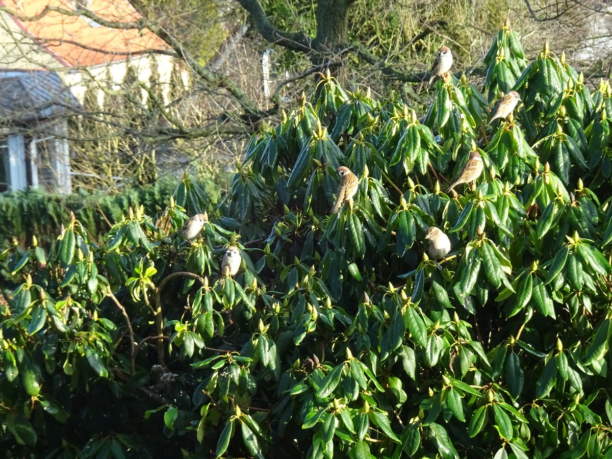 Kielia88's tweet photo. An unserem #Futterplatz steht ein alter Rhododendron. Die #Vögel lieben ihn! Wenn sie auffliegen, zack unten hinein, dann kommen sie wieder zum Vorschein und besetzen die Knospen, um auf Platz am Futter zu warten. Ein herrliches #Schauspiel! #birds #nature https://t.co/MdkoH0ZZlQ