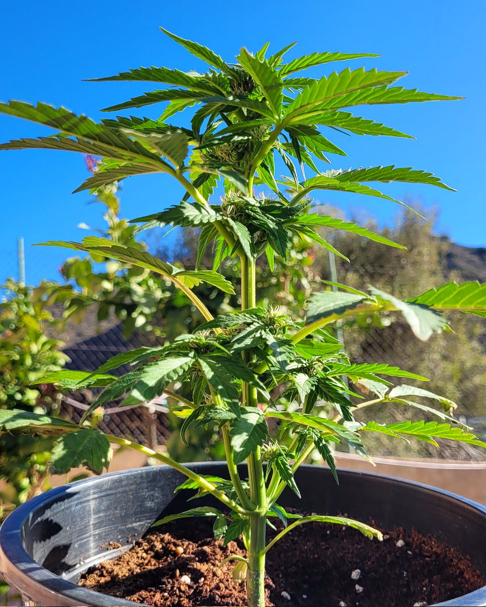 Sophie_MJ's tweet photo. Holaaa mis #kannabistas 💙🌞✨️
Amo los cultivos fuera de temporada en exterior🙌🏼
📸KRITIC AUTO 🥦
Cultivo fuera de temporada 100% exterior ☀️
Maceta 6,5L 🪴
Sustrato Sublime Mix 🤎 @ProXL_Spain
.
.
#BuenosDiasATodos #kriticauto #proxl #mimedicina
#LaSofiJardinera 👩🏼🌾🧿💖 https://t.co/eOqCs5q9Fn