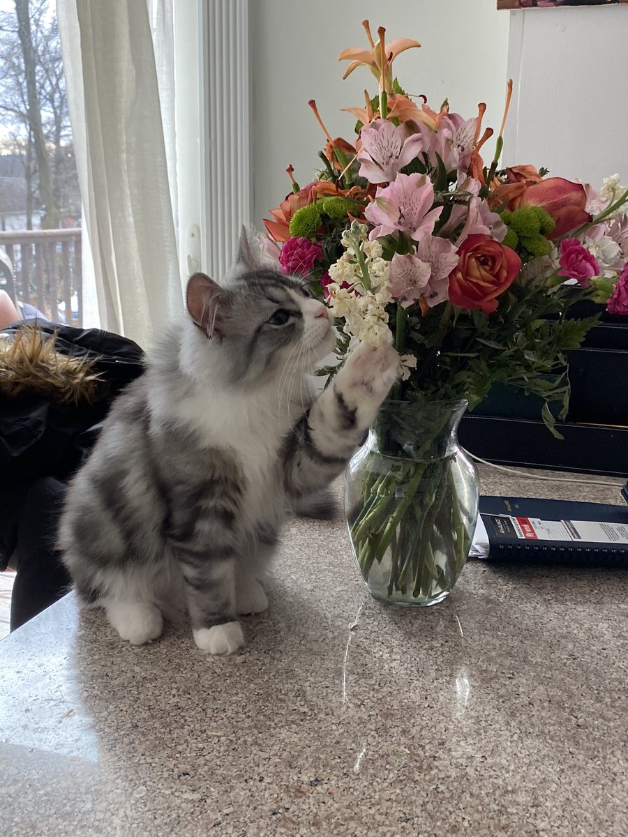 enzo sensitized tweet media